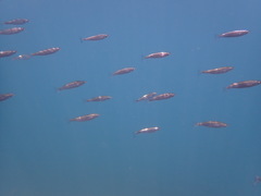 Aldrichetta forsteri