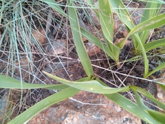 Schizocarphus nervosus