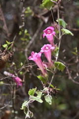 Lophospermum erubescens