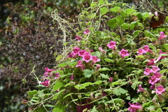 Lophospermum erubescens