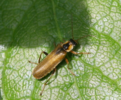 Cantharis decipiens