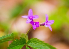 Cardamine glanduligera