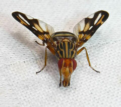 Idana marginata