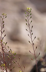 Descurainia californica