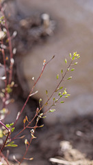Descurainia californica