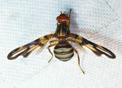 Idana marginata