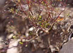 Descurainia californica