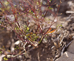 Descurainia californica