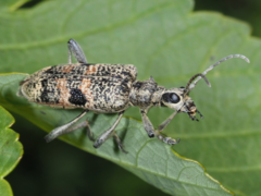 Rhagium mordax
