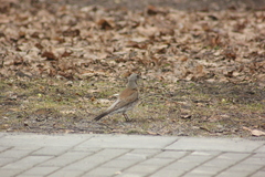 Turdus pilaris