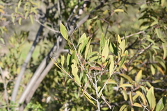 Heteromeles arbutifolia