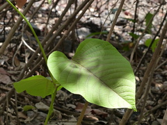 Ipomoea campanulata