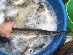 Lepisosteus platostomus