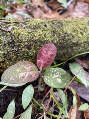 Hypoestes phyllostachya