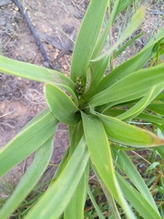 Schizocarphus nervosus