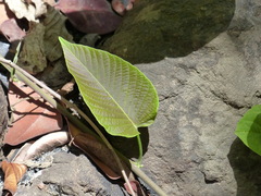 Ipomoea campanulata