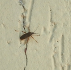 Leptoscelis elongator