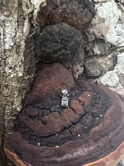 Cephalotes multispinosus