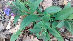 Pulmonaria