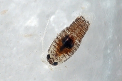 Eurydice pulchra