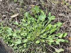 Rumex hastatulus