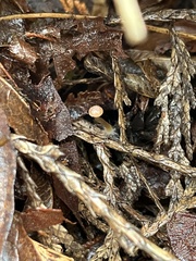 Mycena acicula