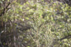 Baccharis