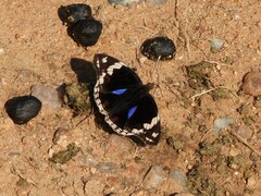Junonia oenone oenone