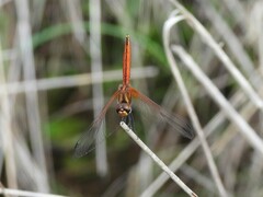 Trithemis pluvialis