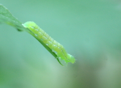 Orthosia hibisci