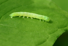 Orthosia hibisci