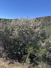 Ceanothus crassifolius