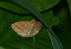 Zanclognatha jacchusalis