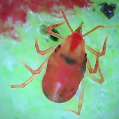 Bdellidae