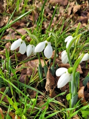 Galanthus elwesii