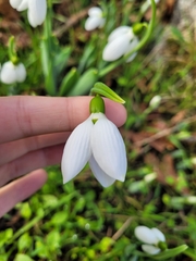 Galanthus elwesii