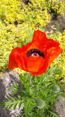 Papaver × pseudo-orientale