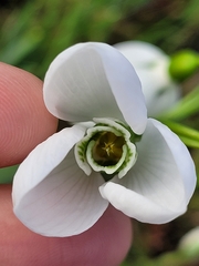 Galanthus elwesii