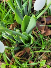Galanthus elwesii