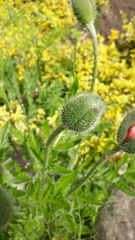 Papaver × pseudo-orientale