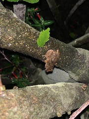 Pristimantis unistrigatus