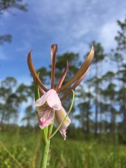 Cleistesiopsis oricamporum
