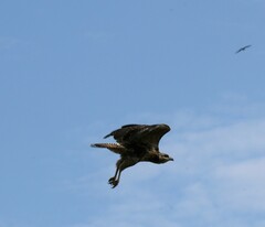 Buteogallus urubitinga