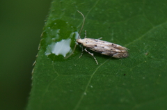 Epermenia