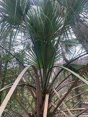 Sabal mexicana