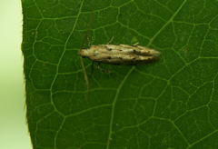 Epermenia