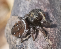 Phidippus whitmani
