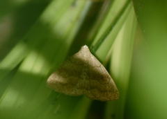Phalaenostola eumelusalis