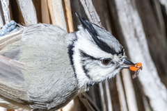 Baeolophus wollweberi