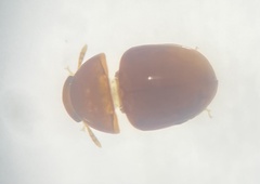 Leiodidae